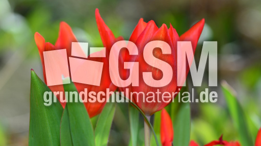 Tulipa praestans (3).jpg